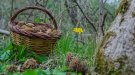 Els bolets de primavera, presents als boscos ripollesos