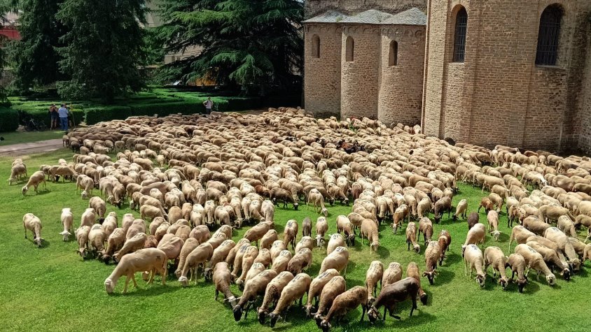 Centenars d'ovelles fan parada a Ripoll en la seva ruta de la transhumància