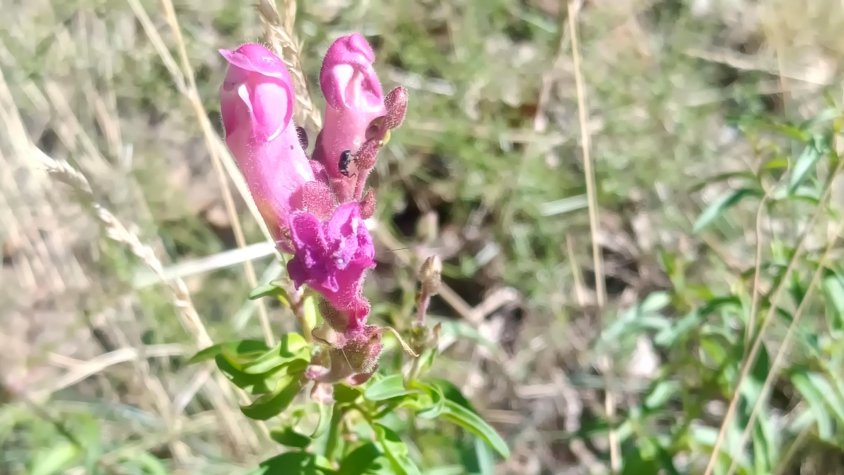 Els 'Gossets' que creixen al Ripollès, objecte d'un estudi de camp d'abast internacional