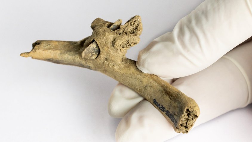 Descoberta una punta de fletxa de sílex en una costella al jaciment de Queralbs