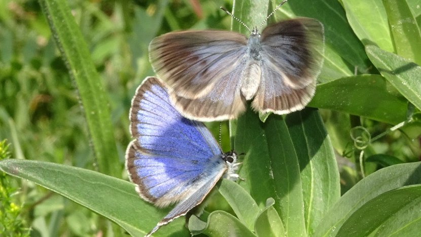 El CEINR s'alia amb els ramaders per la protecció d'una papallona amenaçada