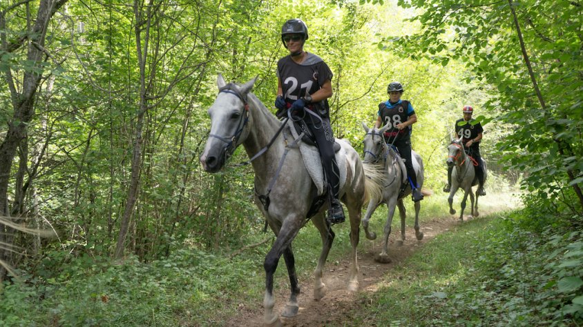 Un dels cavalls durant la 27a edició del Raid Hípic Internacional de Ripoll
