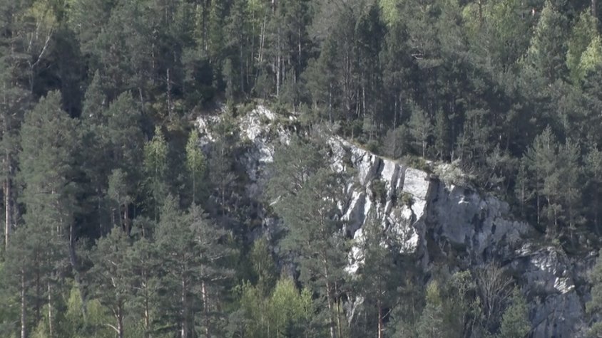 Els boscos del Ripollès, afectats per la sequera dels últims dos anys