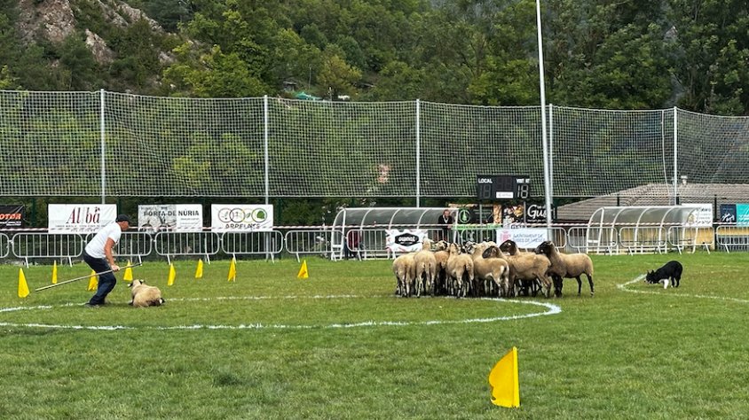 En Miquel i en Ron, guanyadors del concurs de gossos d'atura de Ribes 