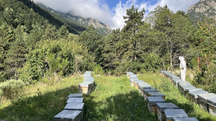 Bona collita de mel a les cotes més altes de la comarca després de la sequera