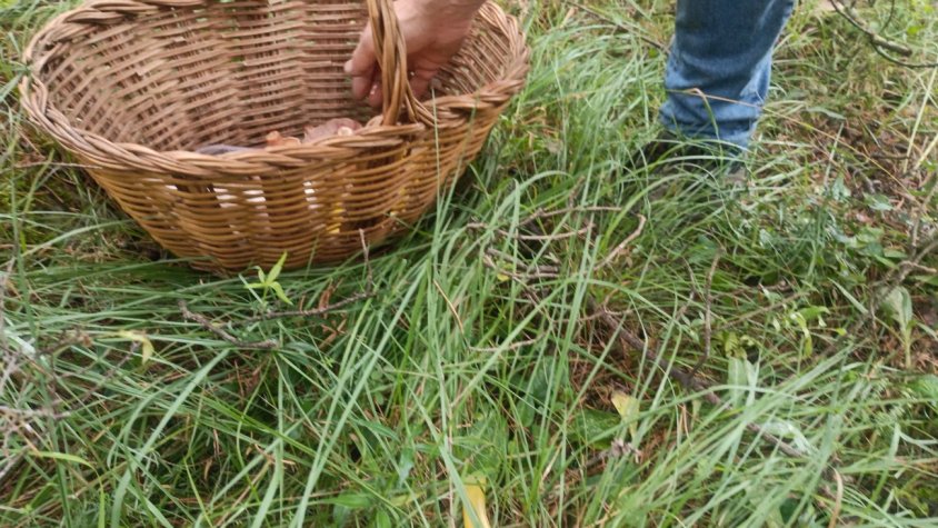 L'accés a bosc aquesta època ve donat sobretot per l'afany boletaire