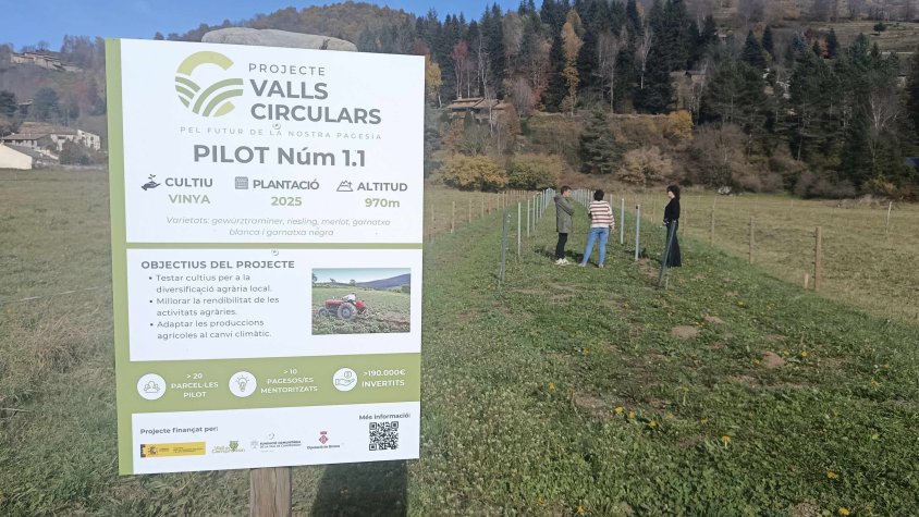 La vinya un projecte a mig termini dins les Valls Circulars