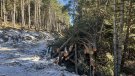 Un projecte millora els hàbitats d'espècies amenaçades als boscos de la Vall de Ribes