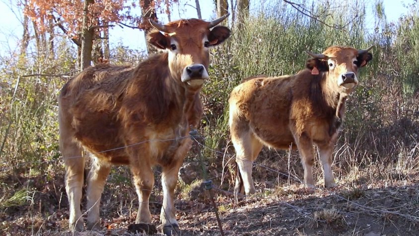 El Ripollès, el gran oblidat de la gestió de la dermatosi nodular contagiosa