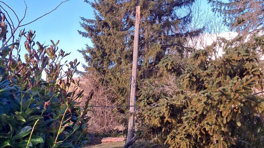 Un arbre caigut a Molló