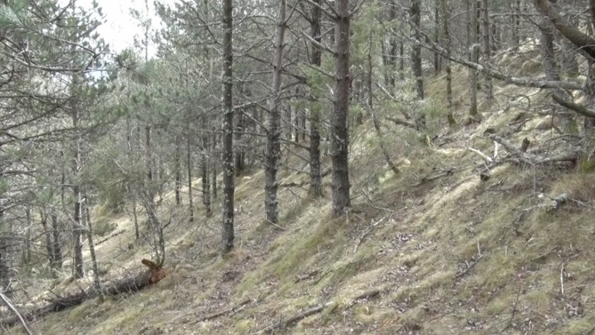 Un bosc del Ripollès