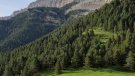Els boscos de pi negre s'han multiplicat al Ripollès