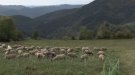 El sector oví viu una situació límit
