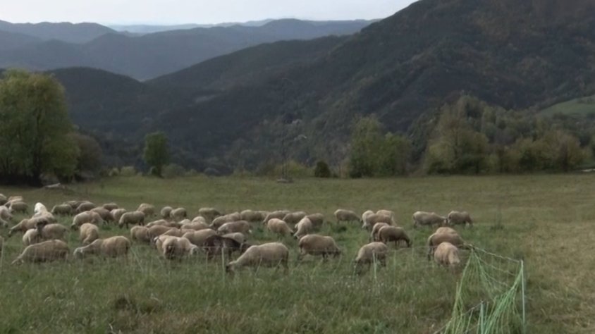 Un ramat de xais de raça ripollesa
