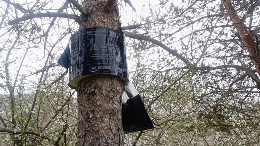 S'avança la presència de la processionària als espais públics de Ripoll