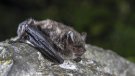 Troben per primer cop una espècie de ratpenat en perill al Parc Natural