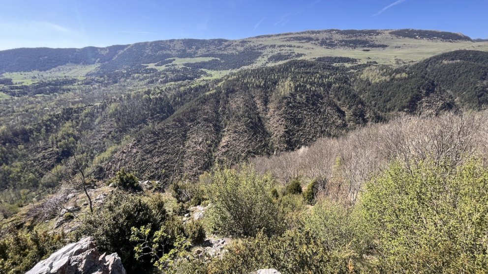Vilallonga de Ter afronta la retirada d'arbres caiguts dels boscos afectats per les ventades