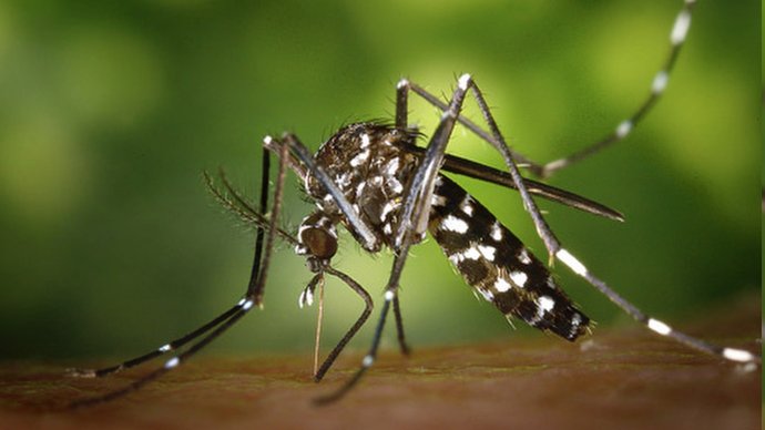 Eliminar espais on l'aigua quedi estancada per evitar la presència de mosquit tigre
