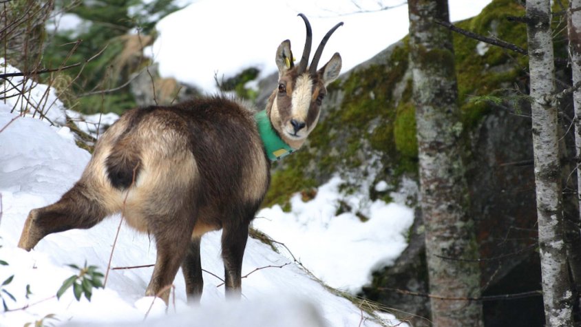 Un exemplar d'isard pirinenc
