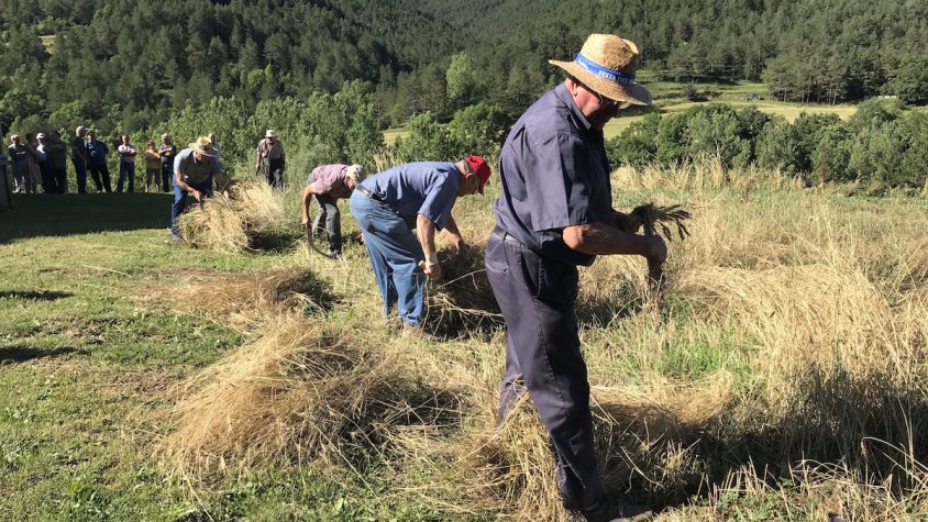 El feixuc ofici del segador, recreat a Gombrèn